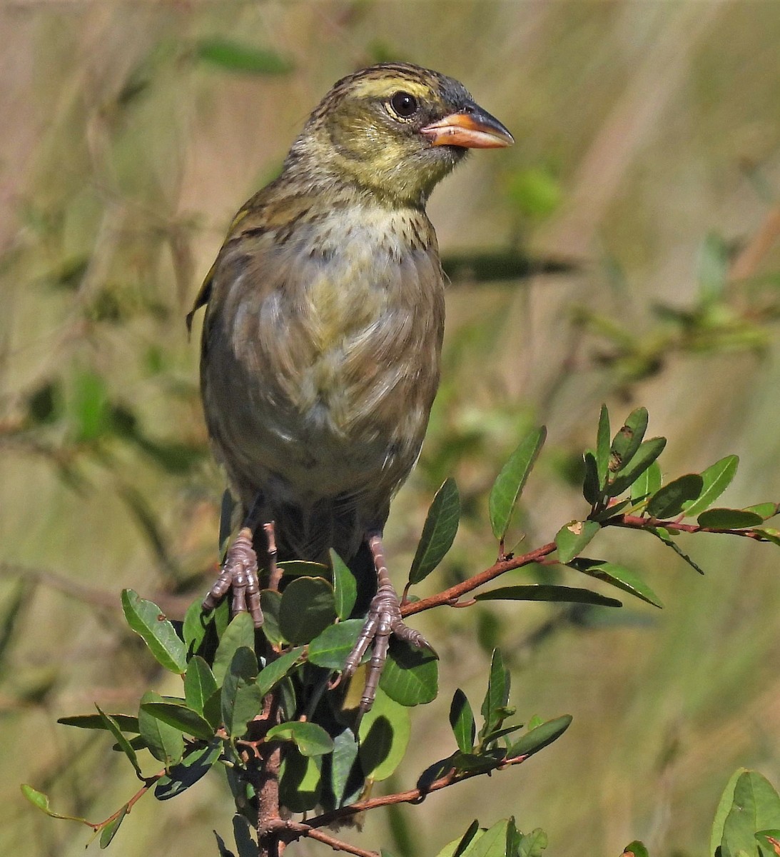 Great Pampa-Finch - ML404396681