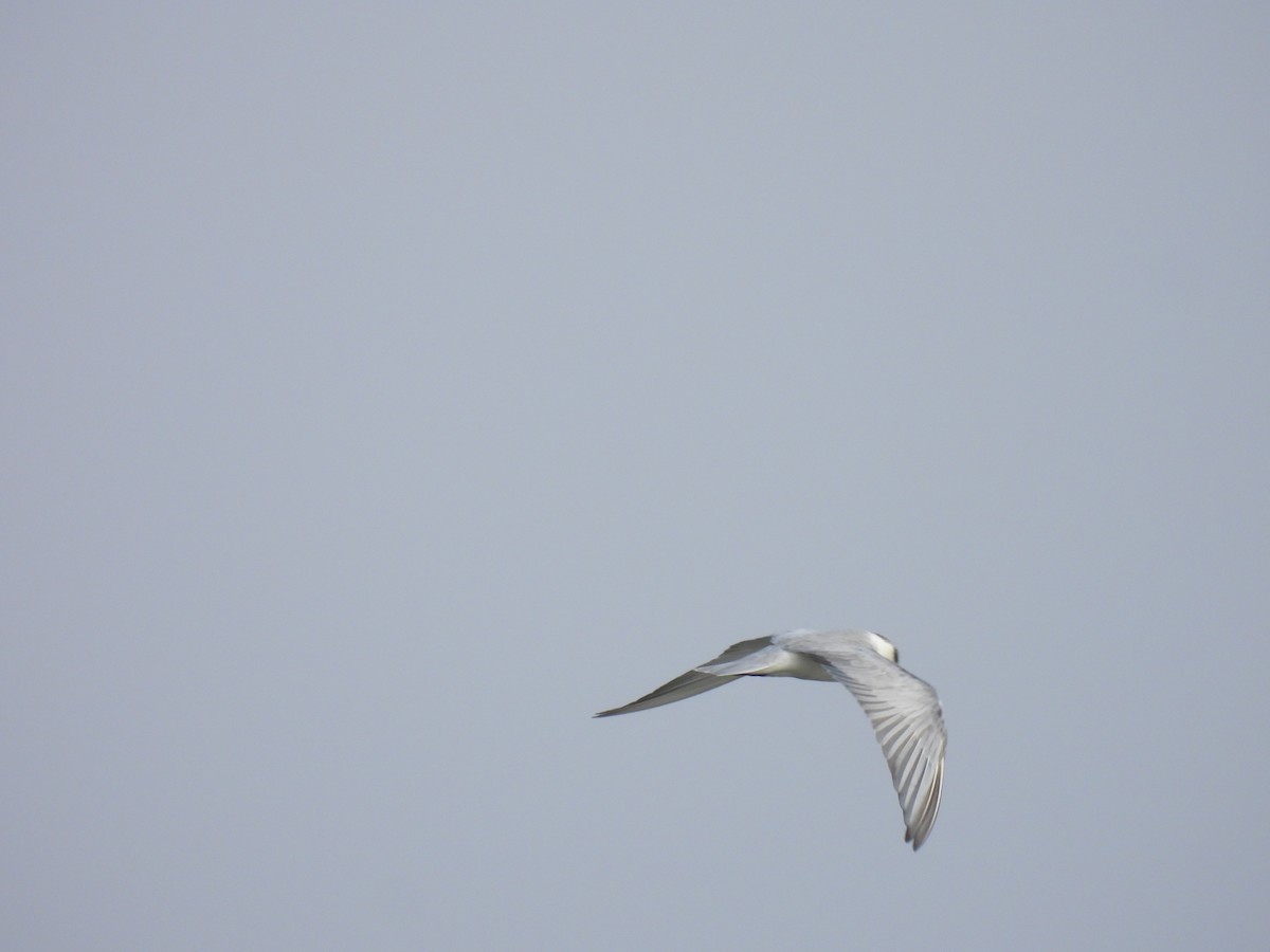 Whiskered Tern - ML404397441