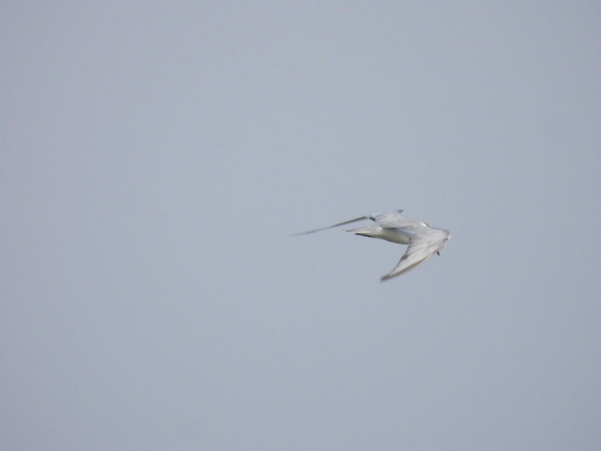 Whiskered Tern - ML404397451