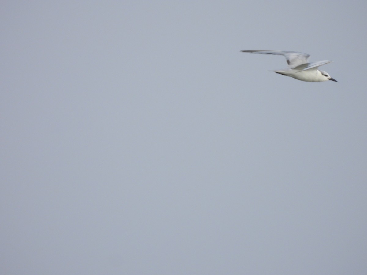 Whiskered Tern - ML404397481