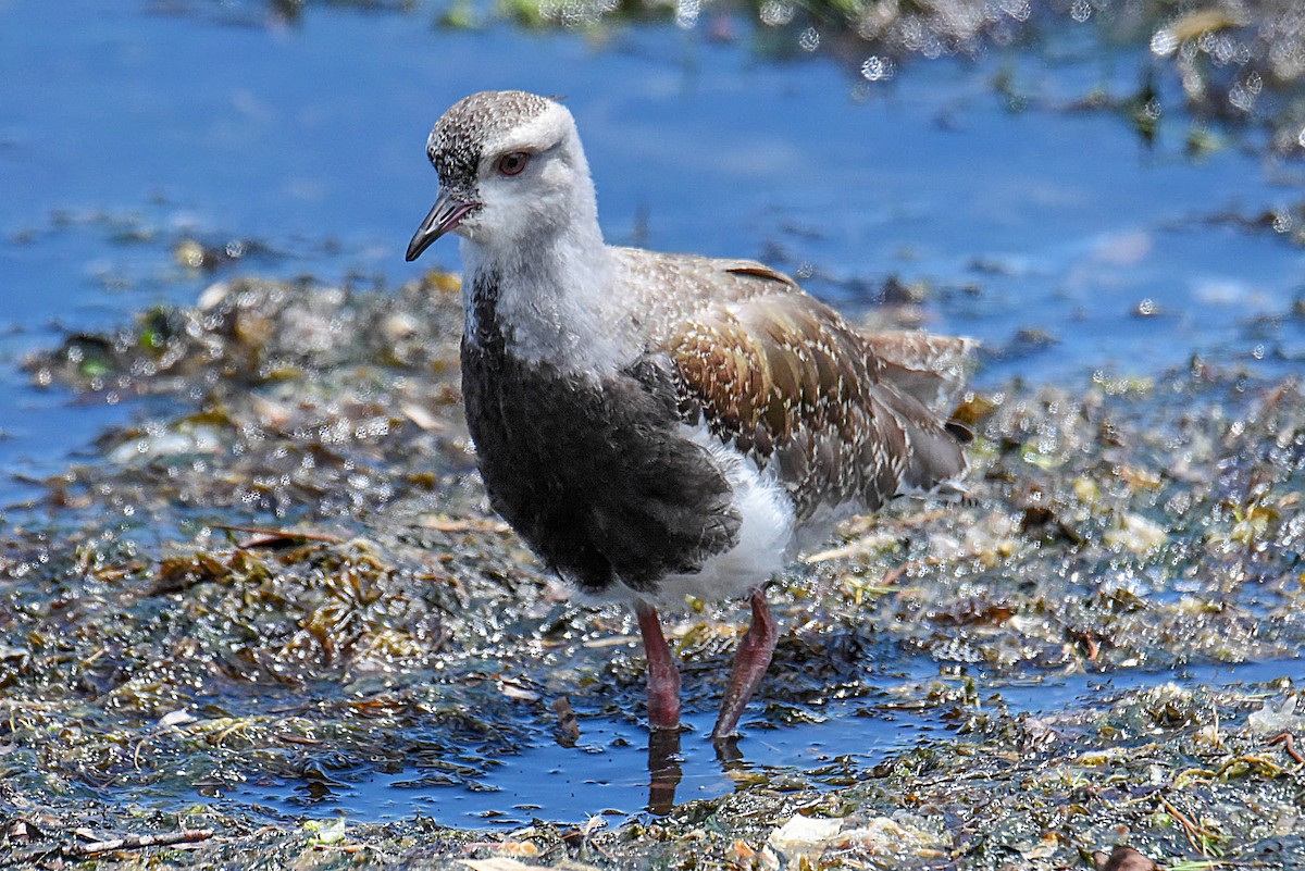 Southern Lapwing - Tamara Catalán Bermudez