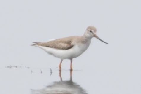 Terek Sandpiper - ML40439871