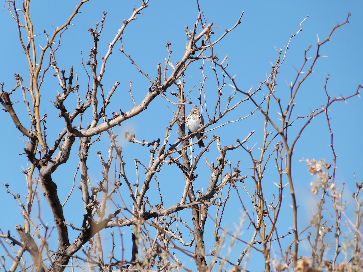 Savannah Sparrow (Savannah) - ML404399101