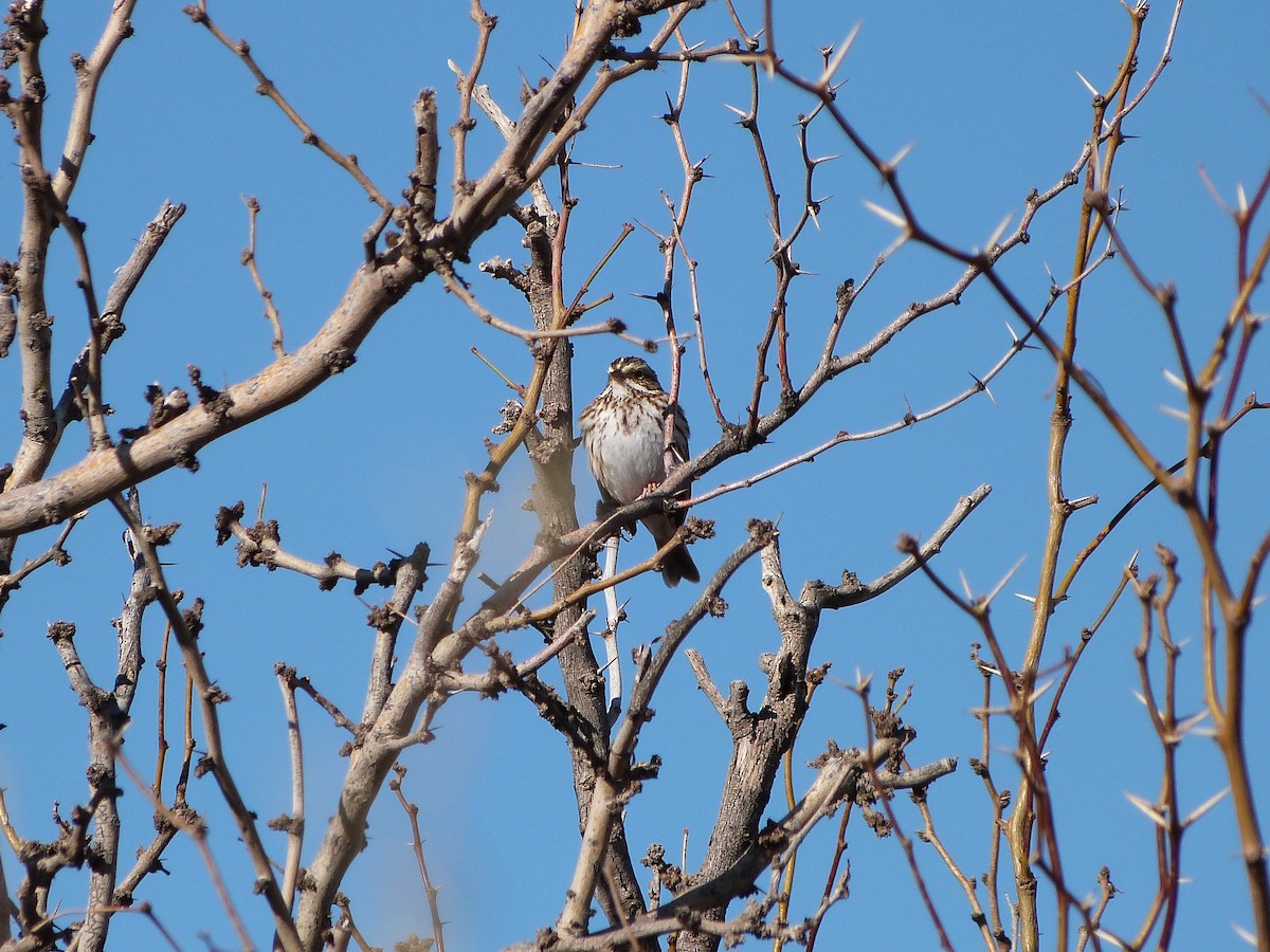 Savannah Sparrow (Savannah) - ML404399121