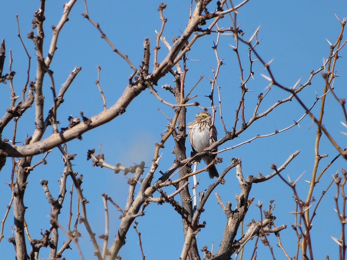 Savannah Sparrow (Savannah) - ML404399141