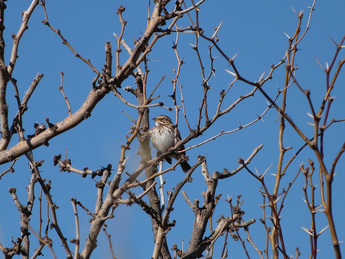 Savannah Sparrow (Savannah) - ML404399151