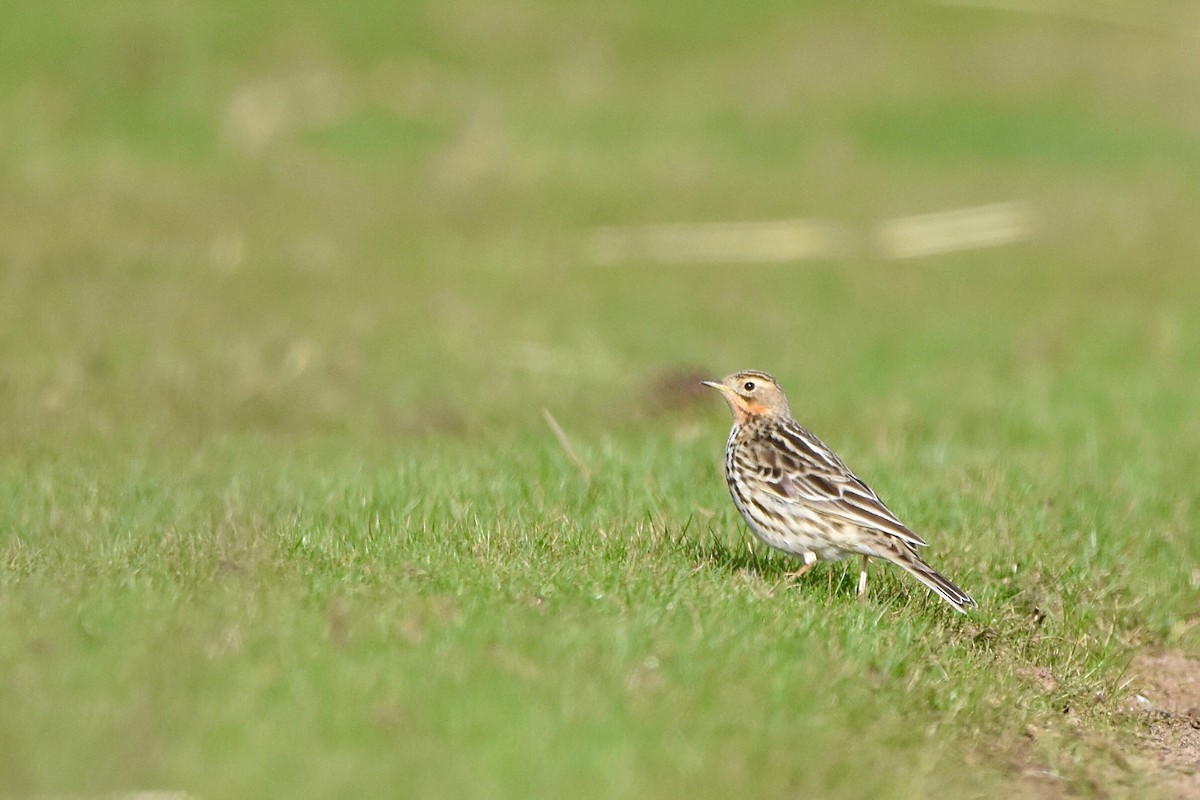 Red-throated Pipit - ML404401531