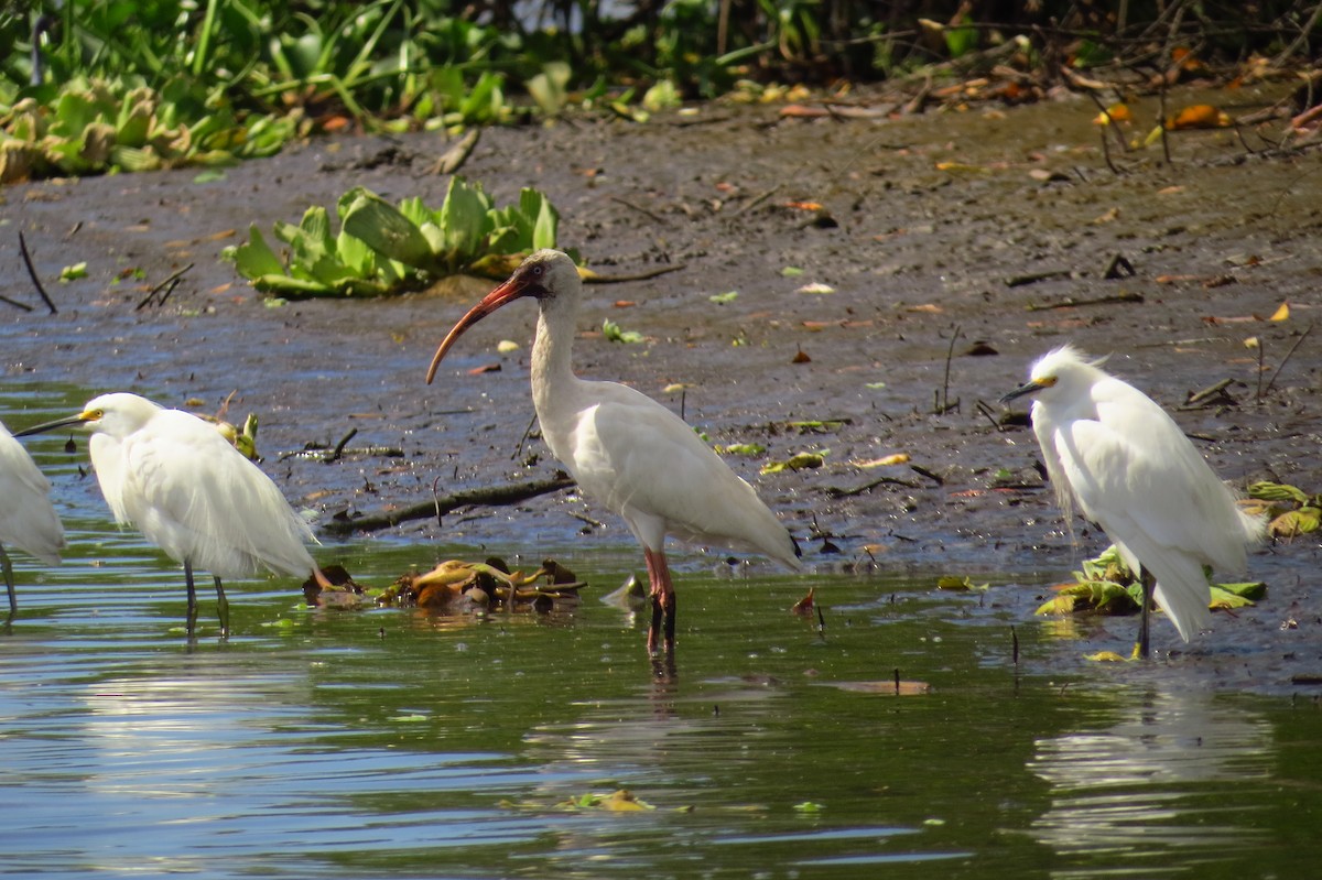 White Ibis - ML40440211