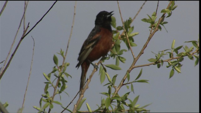 Orchard Oriole - ML404403
