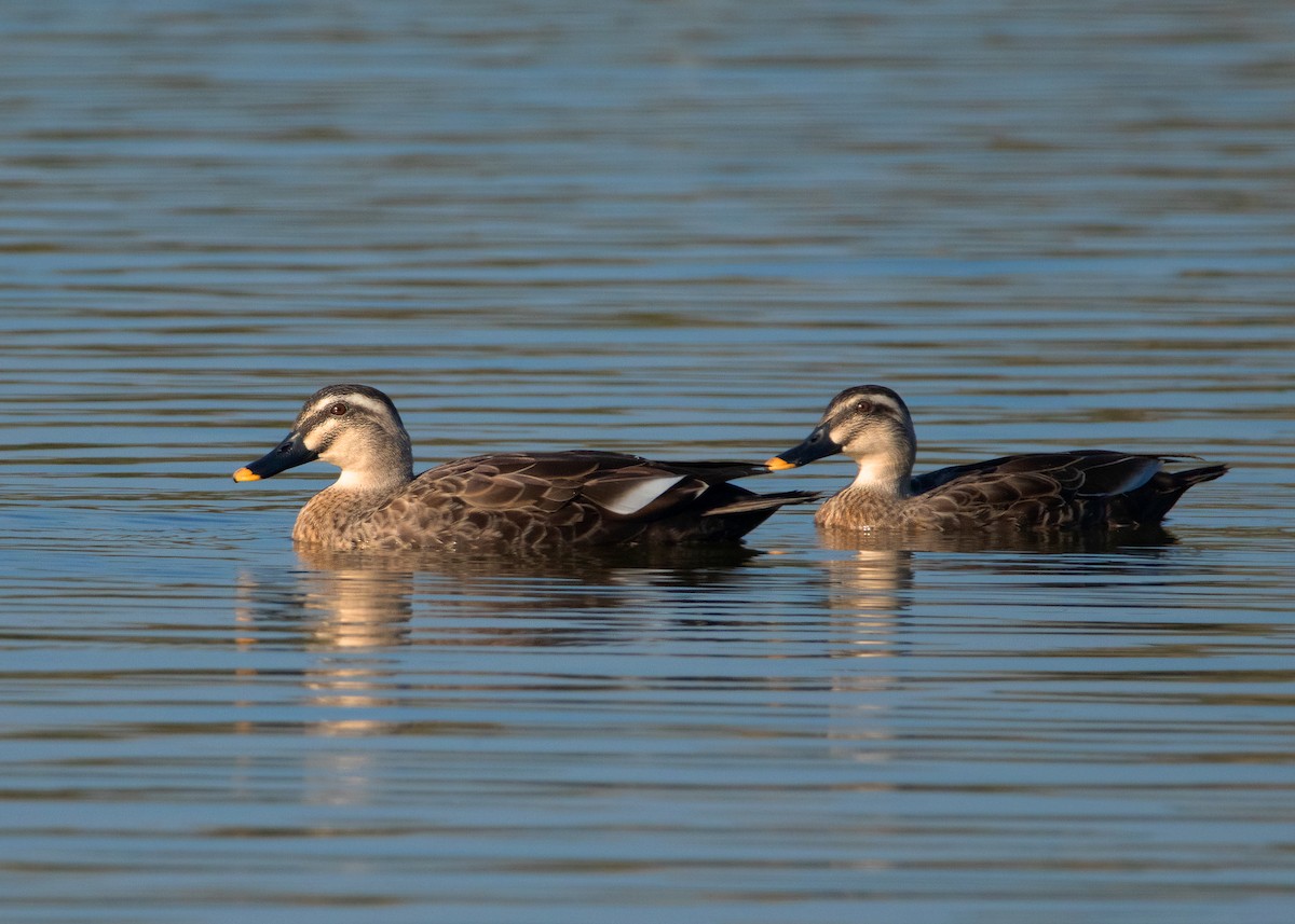 Eastern Spot-billed Duck - ML404403321