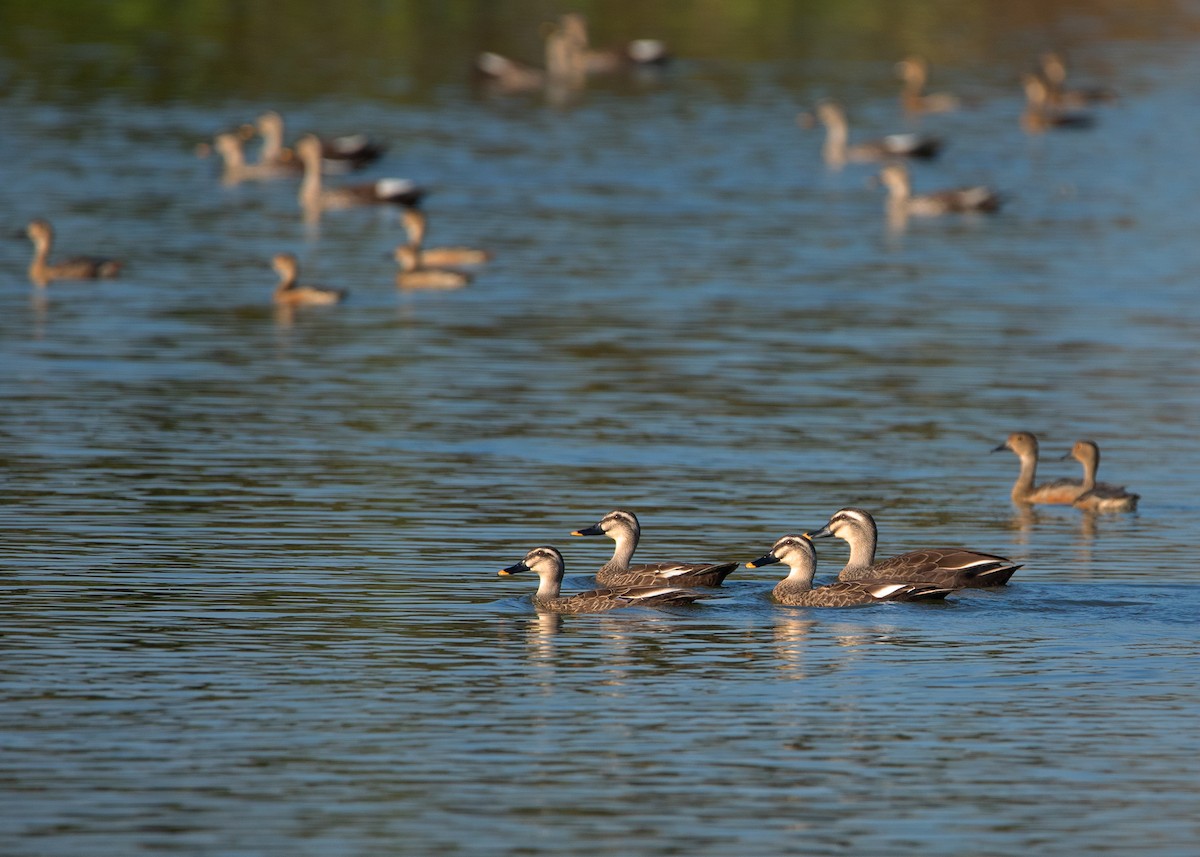 Eastern Spot-billed Duck - ML404403351