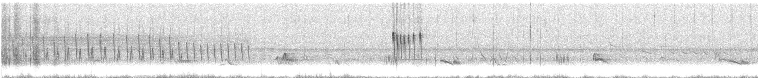 Weißscheitel-Kleintyrann (Weißbauch-Kleintyrann) - ML404403791