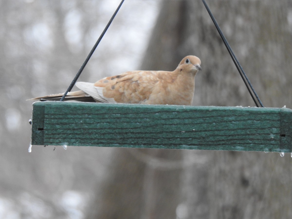 Mourning Dove - ML404403941