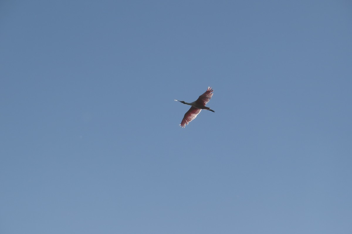 Roseate Spoonbill - ML40440431