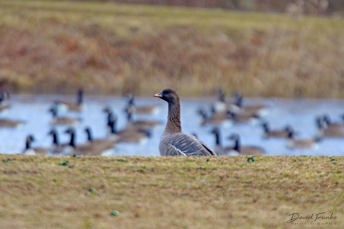 Pink-footed Goose - ML404404701
