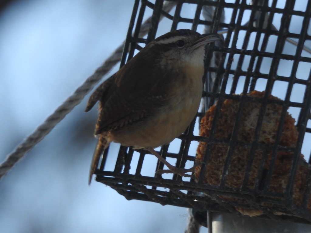 Carolina Wren - ML404404761