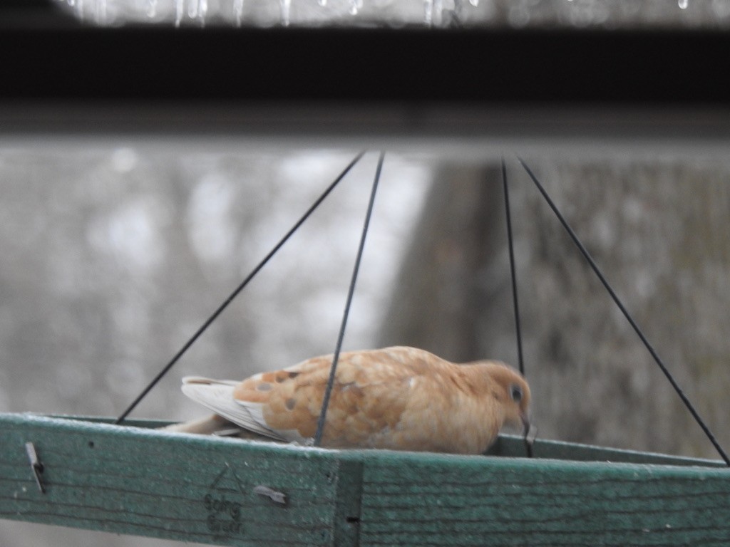 Mourning Dove - ML404404881