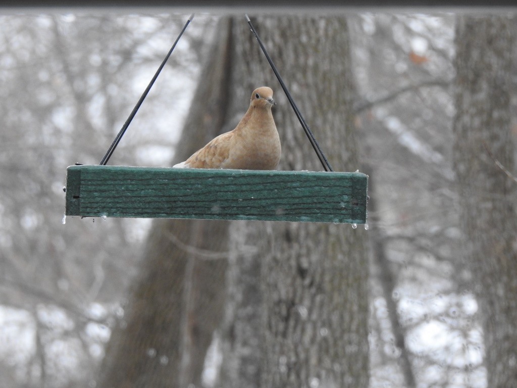 Mourning Dove - ML404404961