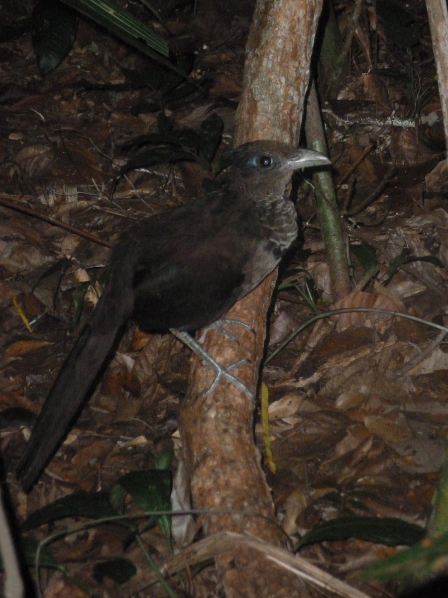 Rufous-vented Ground-Cuckoo - ML40440521