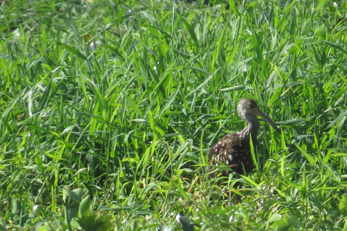 Limpkin - ML40440611