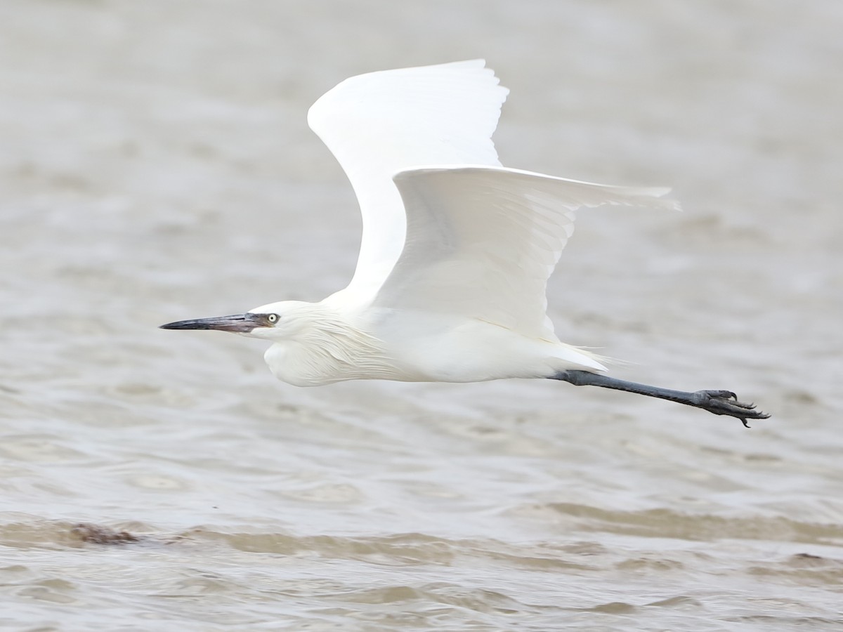 Reddish Egret - ML404406491