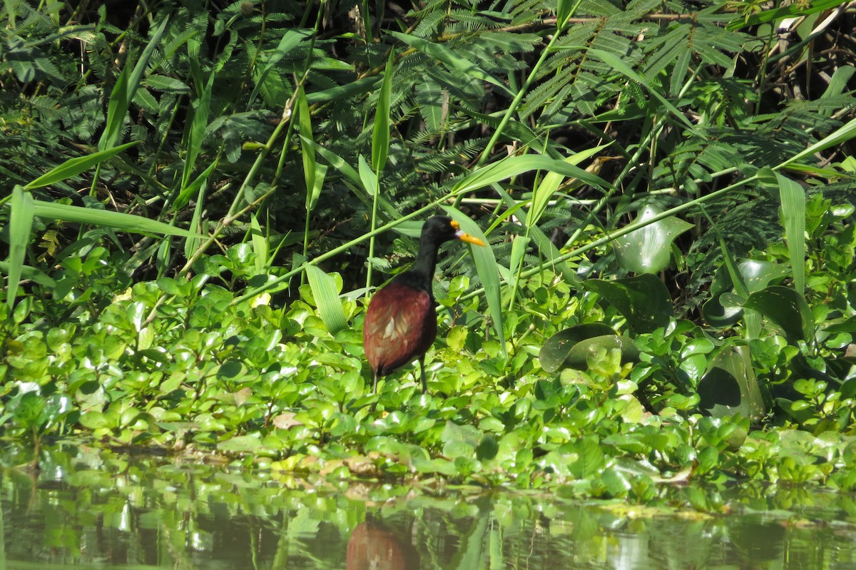 Northern Jacana - ML40440711