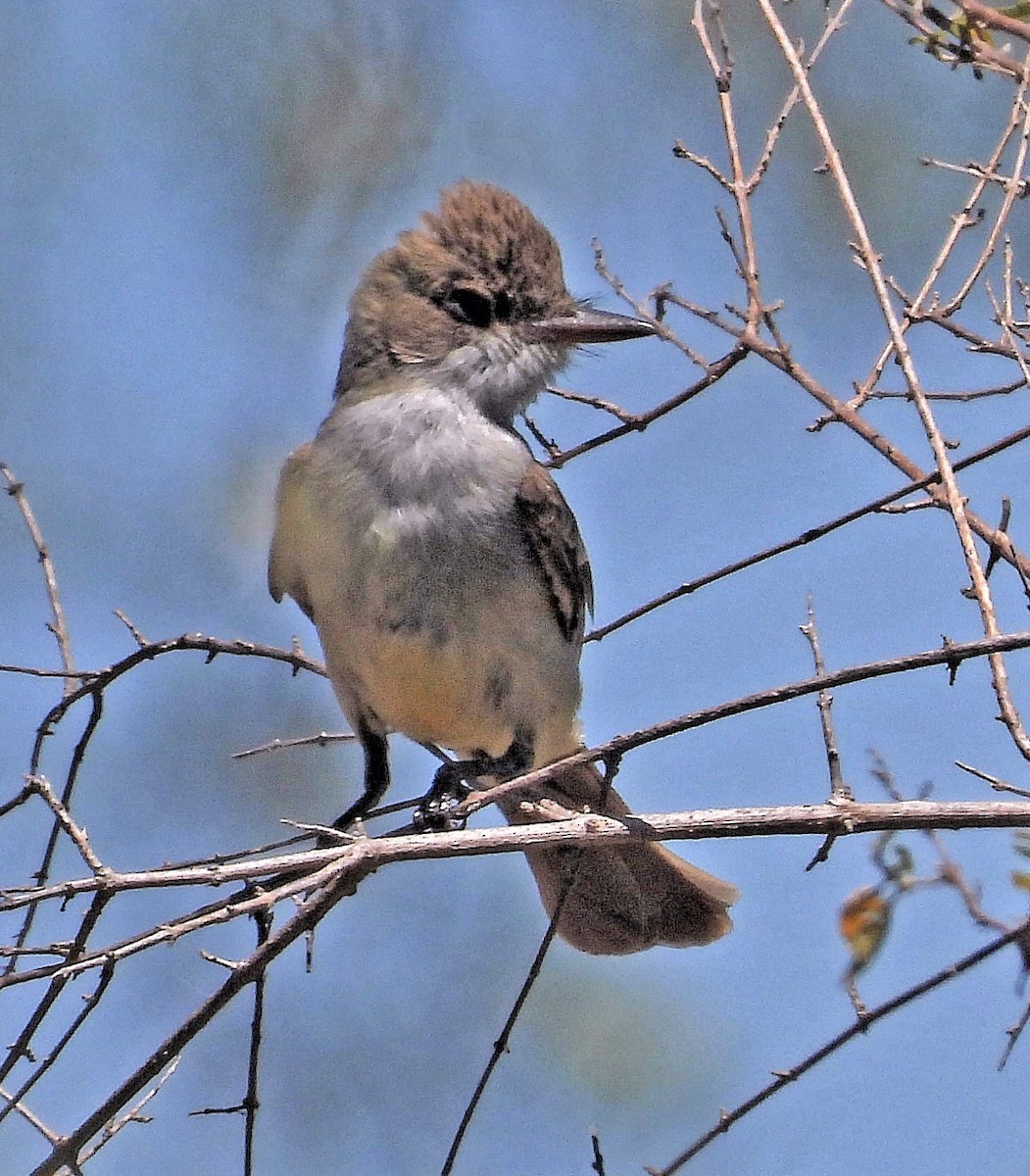 Swainson's Flycatcher - ML404408181