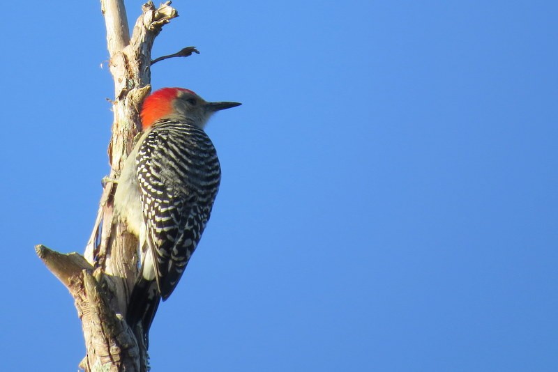 Red-bellied Woodpecker - Richard Kaskan