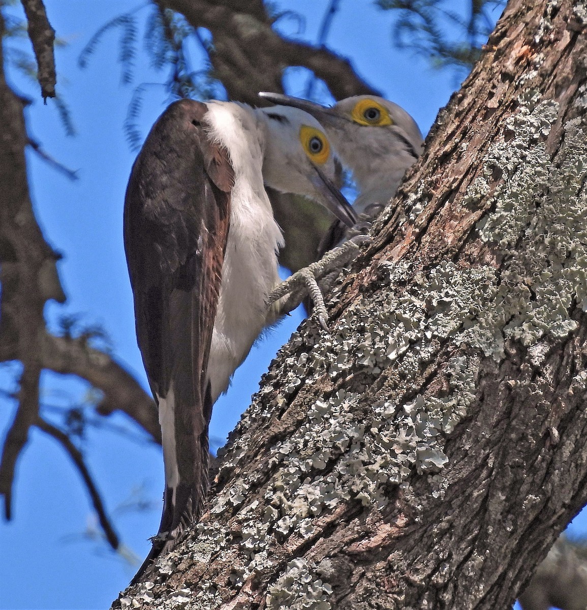 White Woodpecker - ML404408231