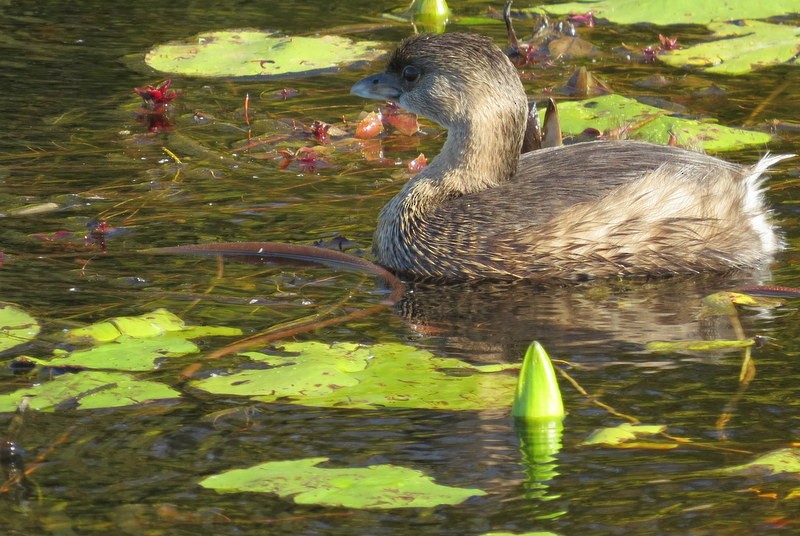 Pied-billed Grebe - ML40440851