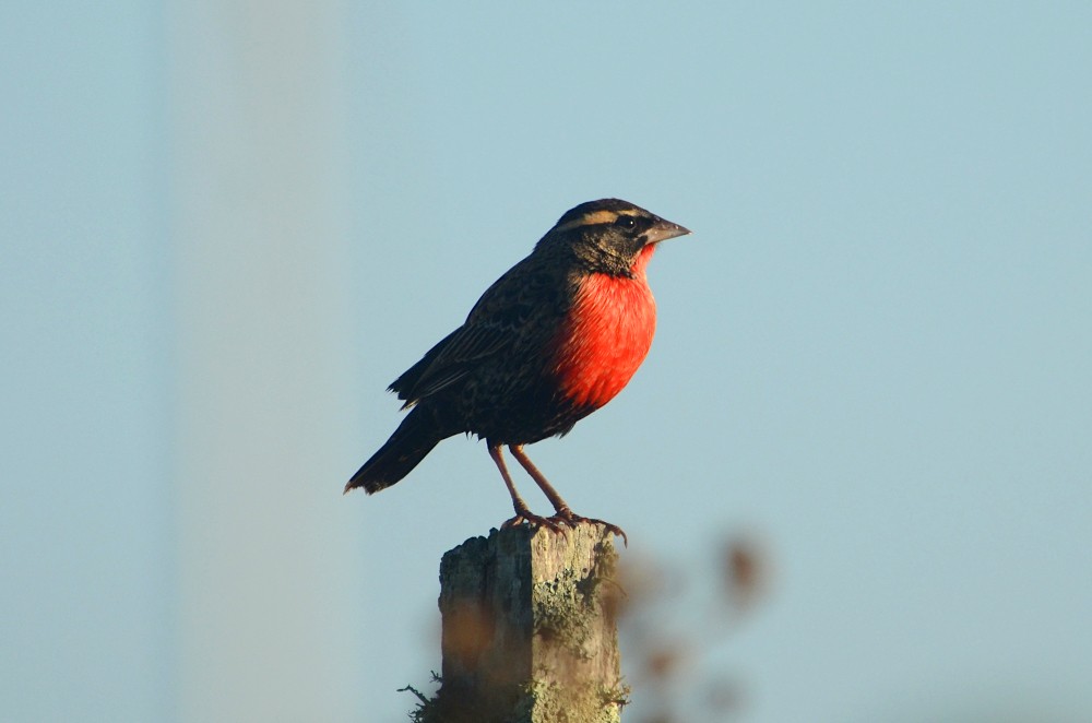 White-browed Meadowlark - ML404408521