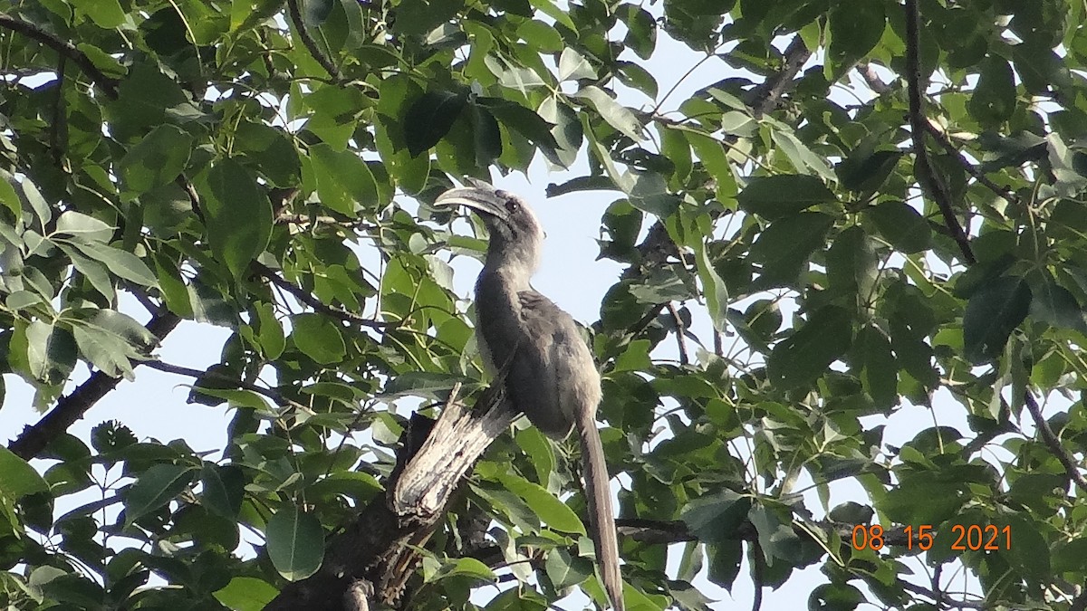 Indian Gray Hornbill - ML404409311