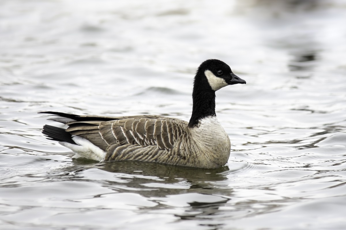 Cackling Goose - ML404411491