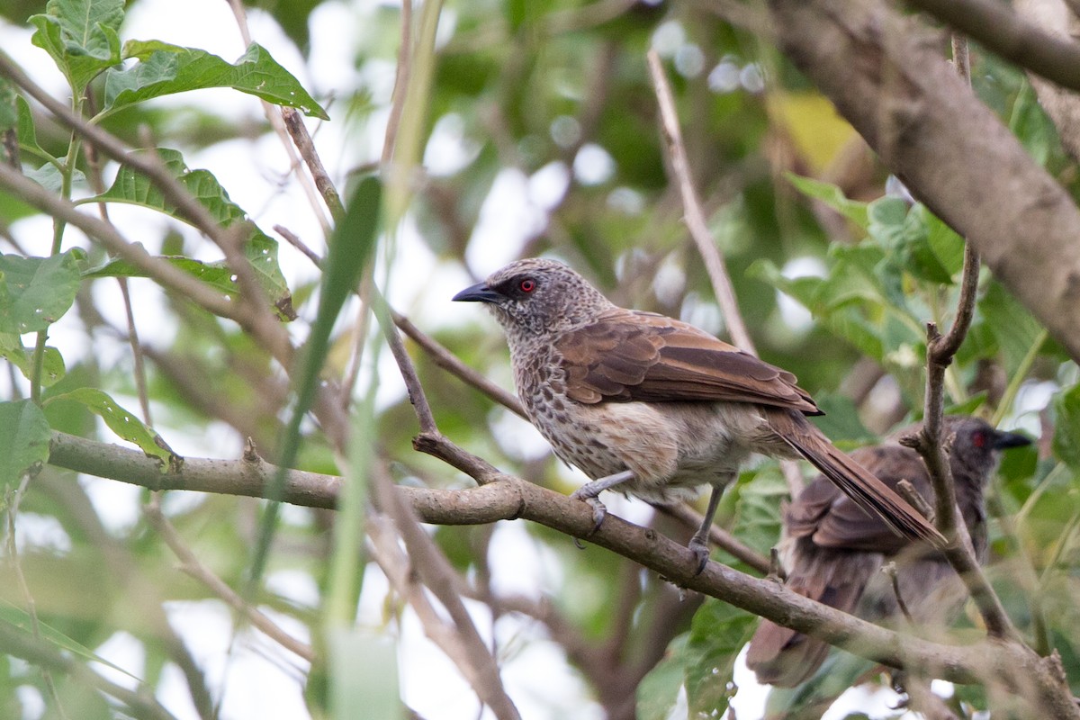 Hartlaub's Babbler - Rhys Marsh