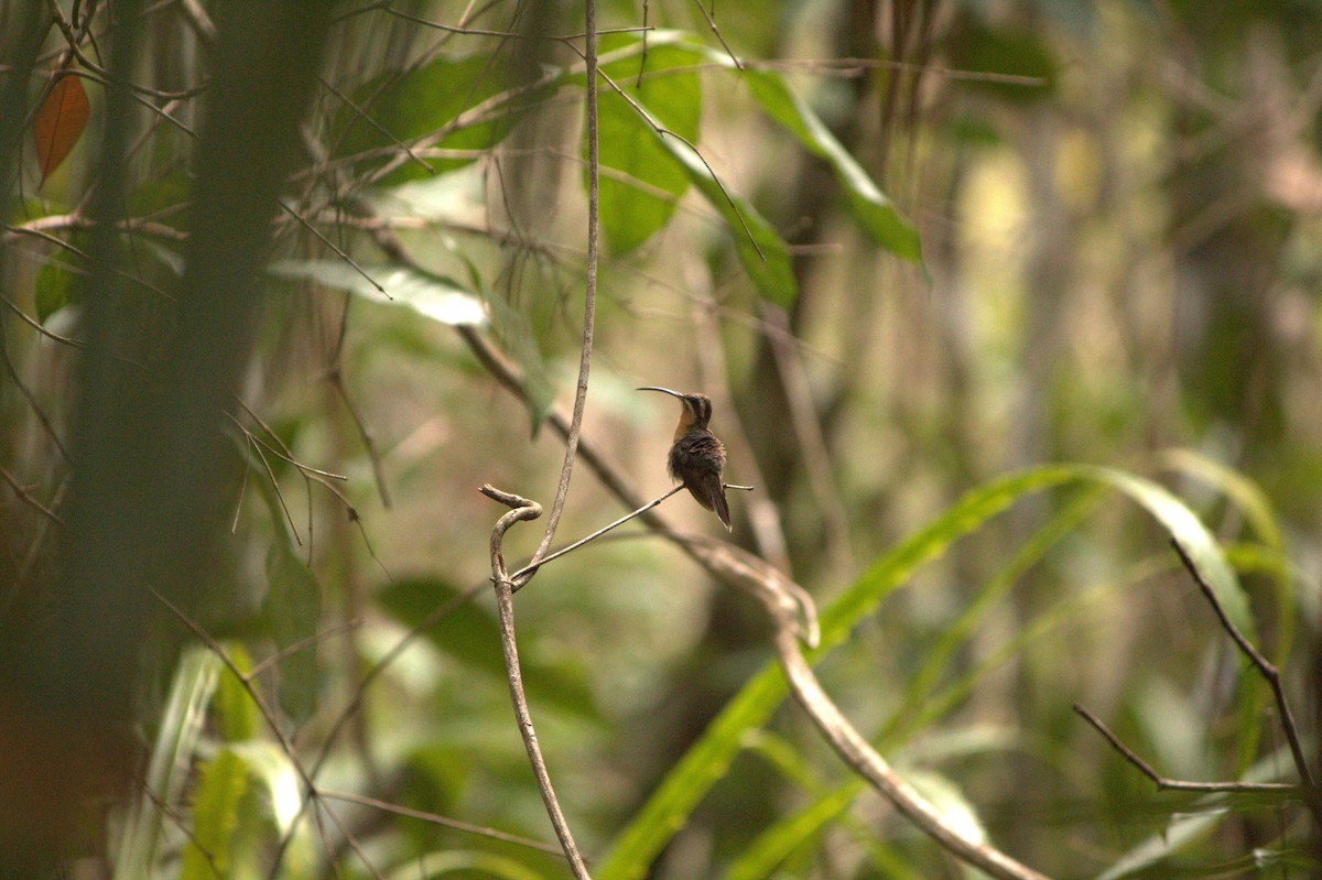 kolibřík hnědohrdlý - ML404412931