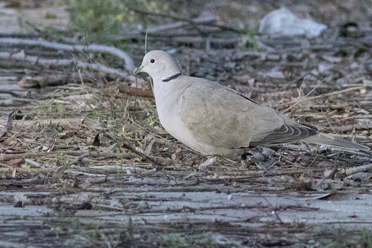 Tourterelle turque - ML404413141