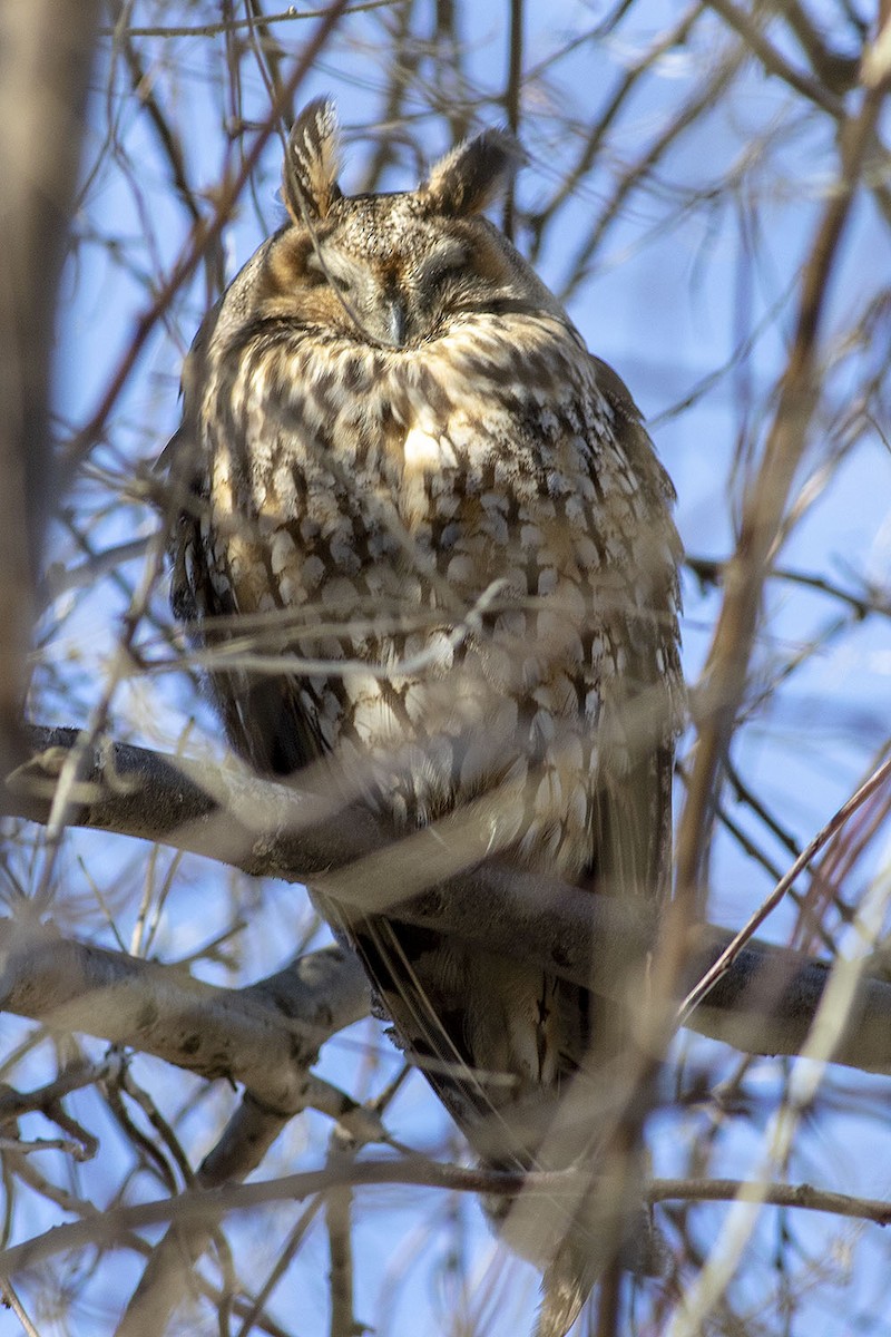 Hibou moyen-duc - ML404413171