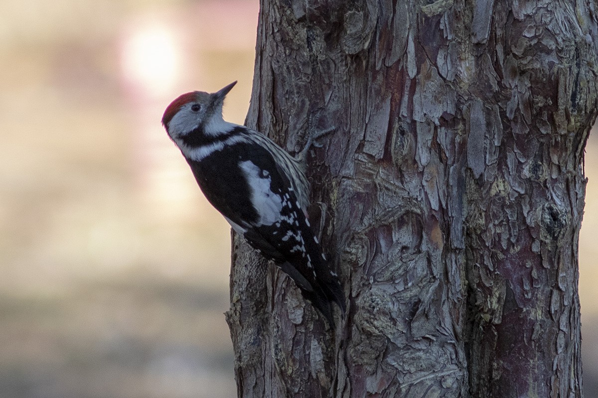 Pic mar - ML404413221