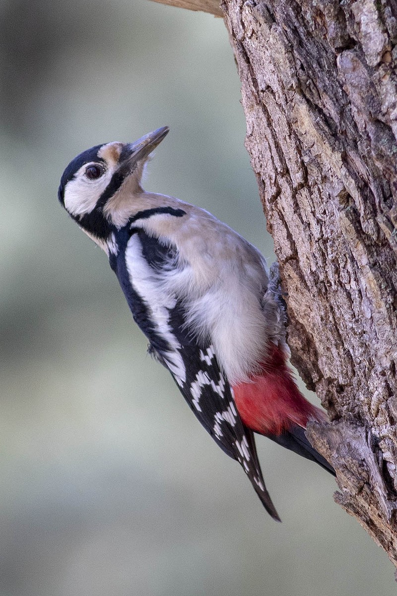 Pic épeiche - ML404413261