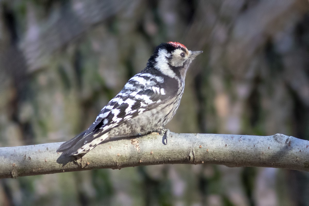 Lesser Spotted Woodpecker - ML404413281