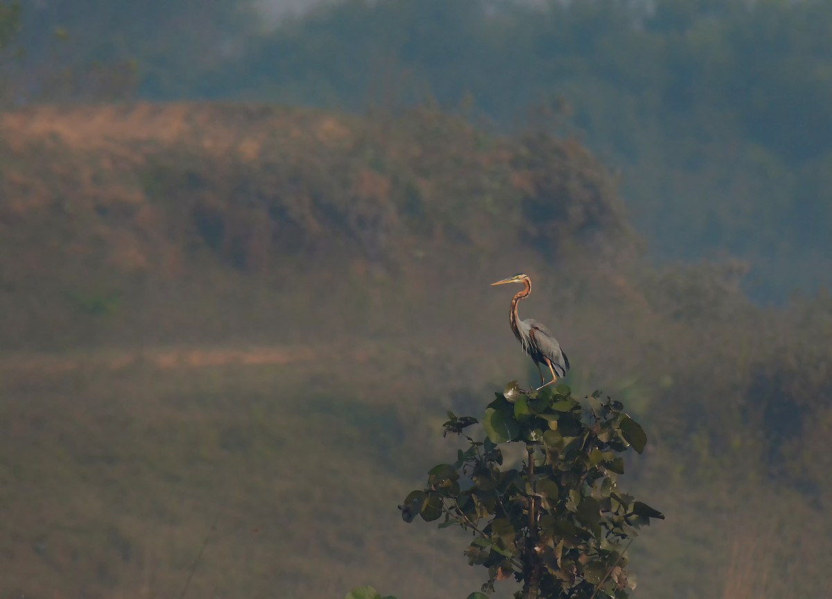 Purple Heron - ML404413321