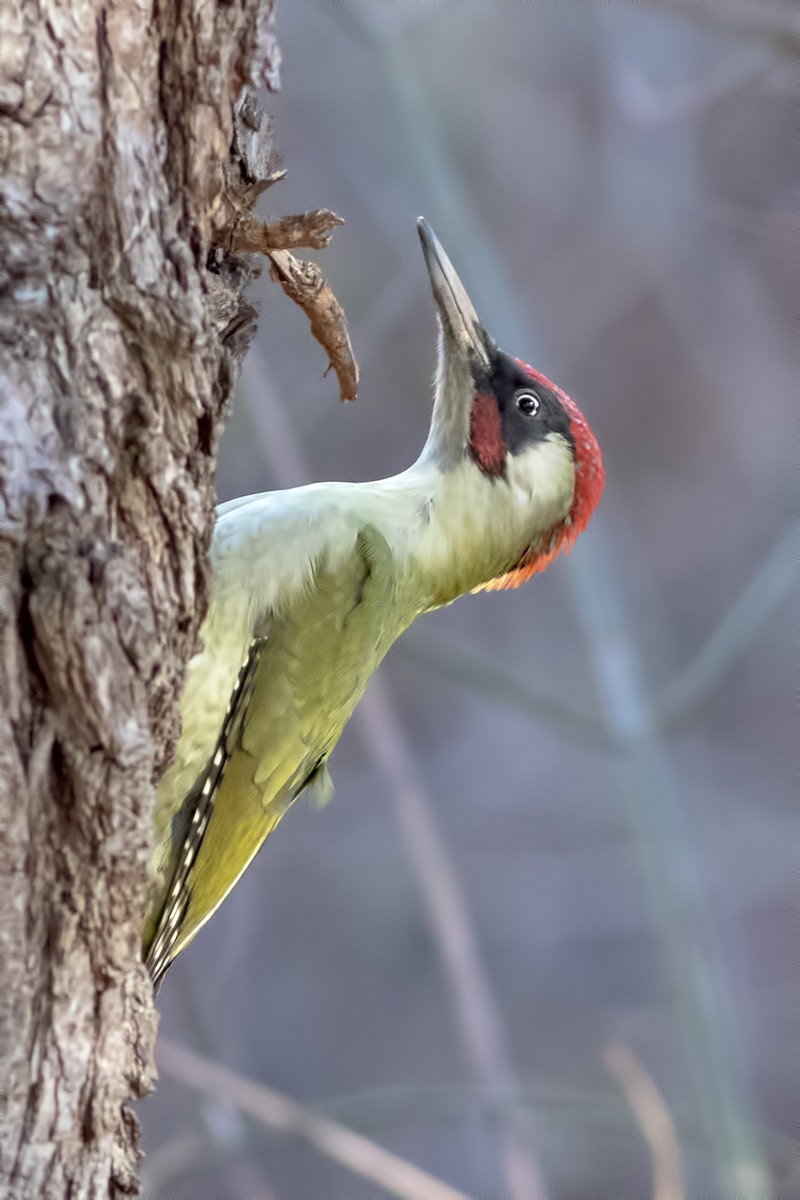 Pic vert - ML404413331