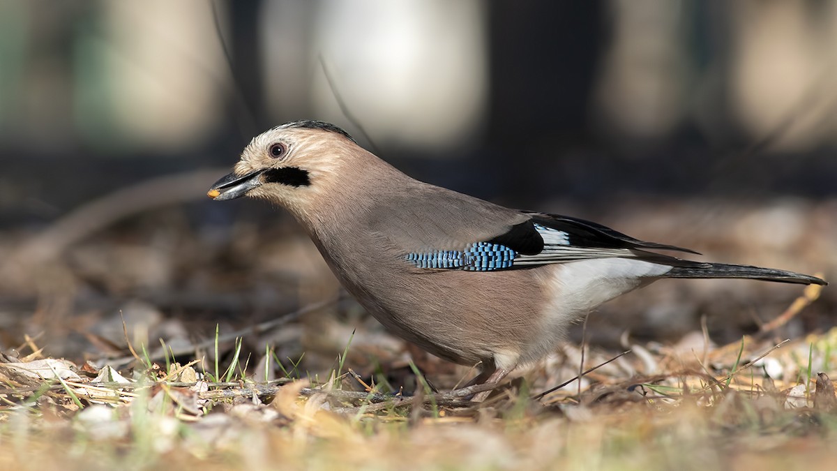 Geai des chênes - ML404413371