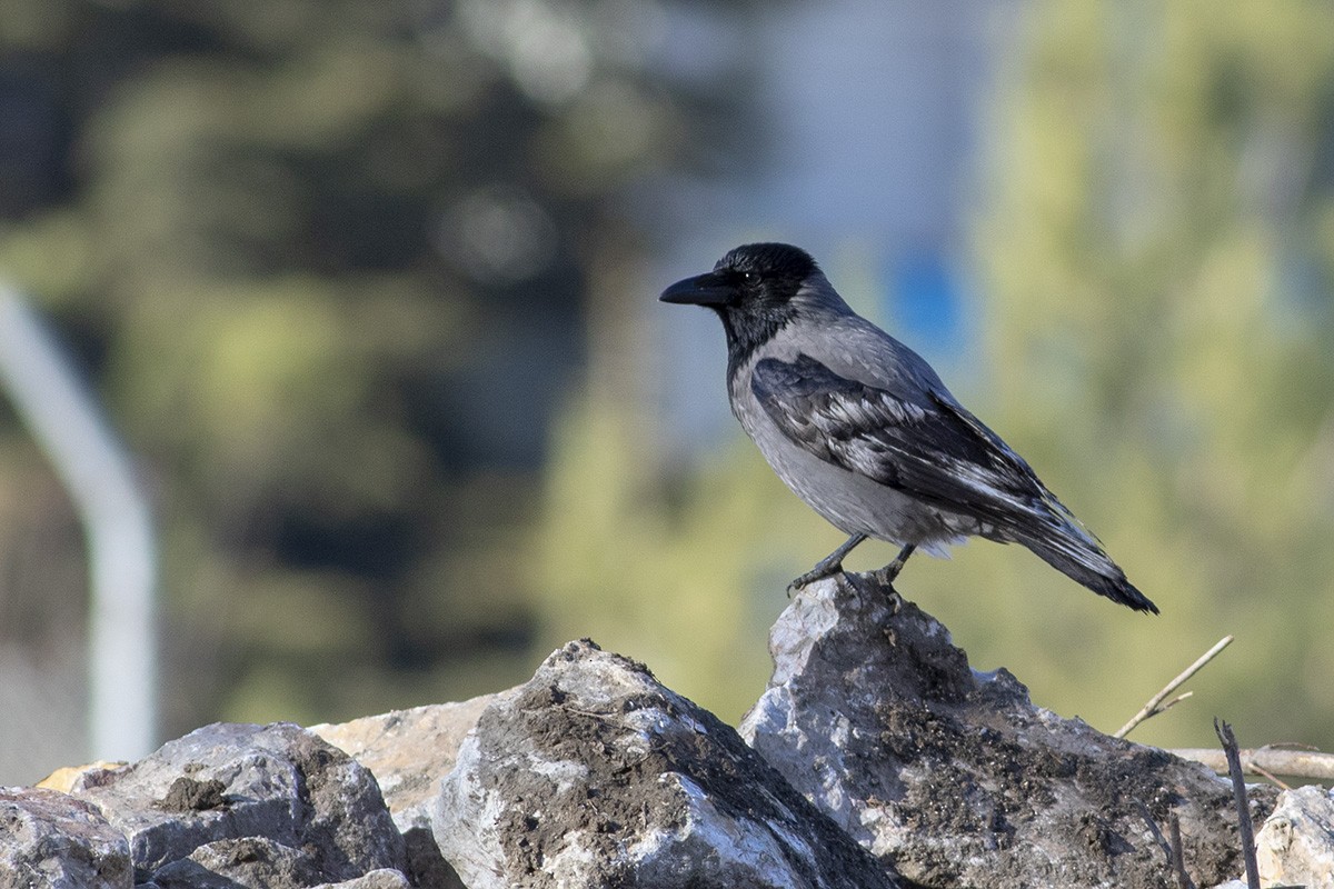 Corneille mantelée - ML404413491