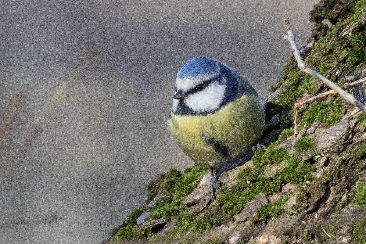 Mésange bleue - ML404413541
