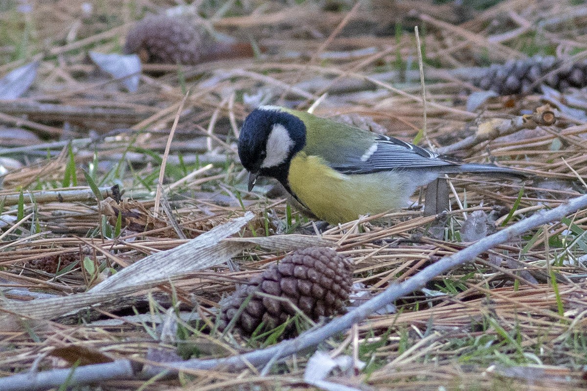 Mésange charbonnière - ML404413551