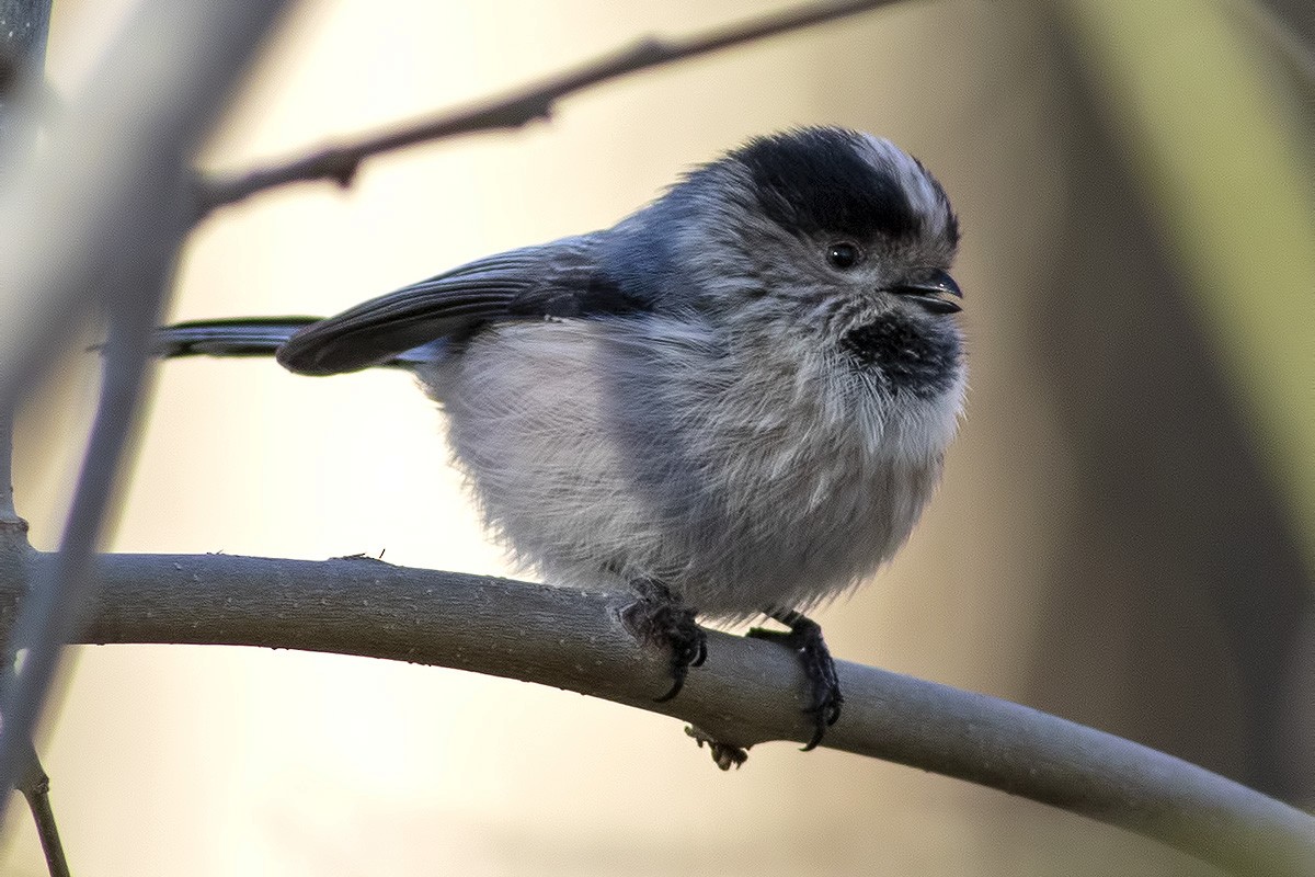 Orite à longue queue - ML404413581