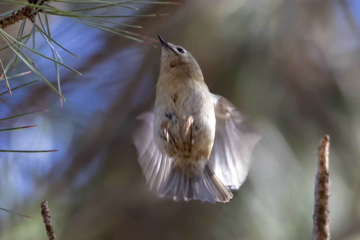 Roitelet huppé - ML404413621