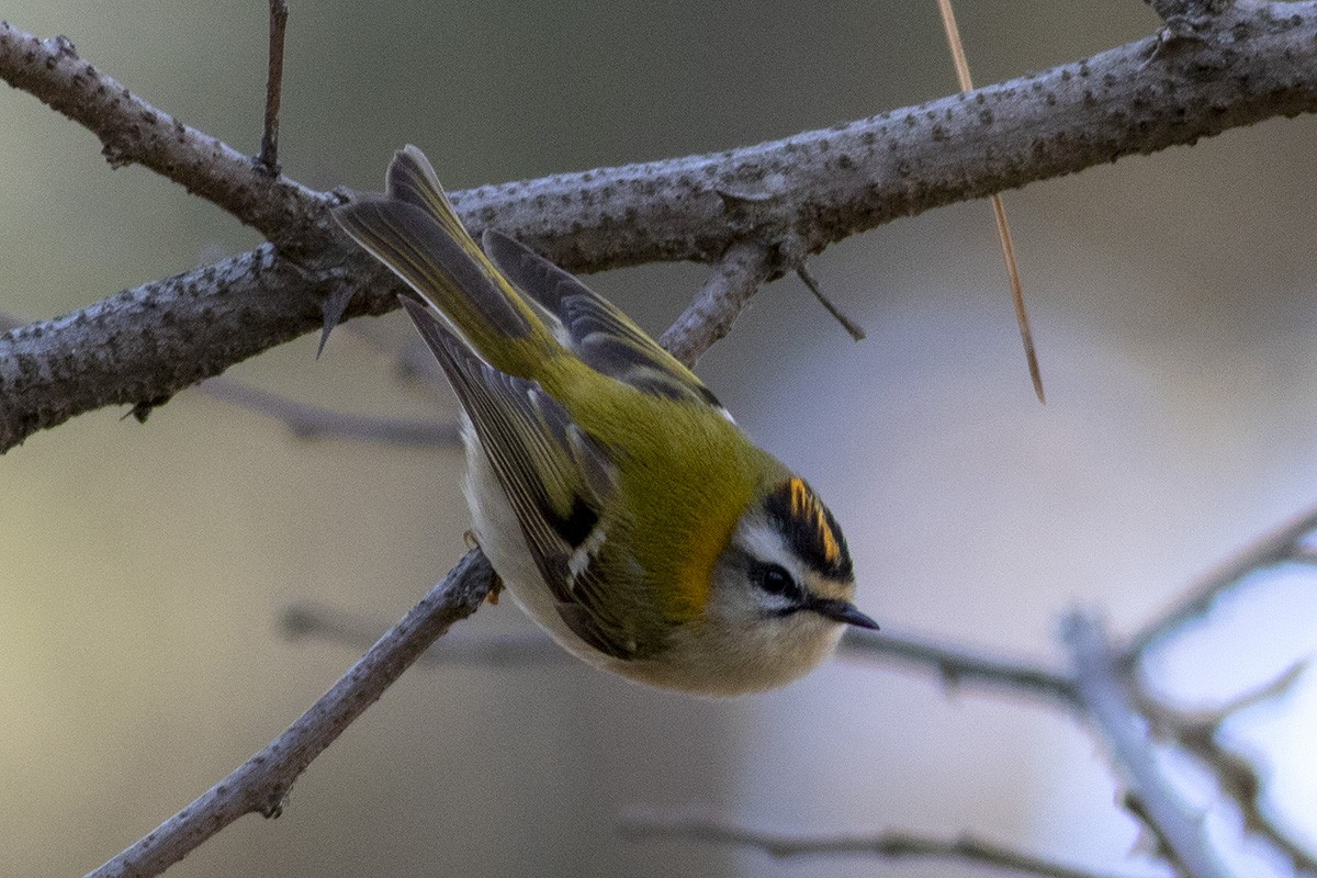 Roitelet triple-bandeau - ML404413651