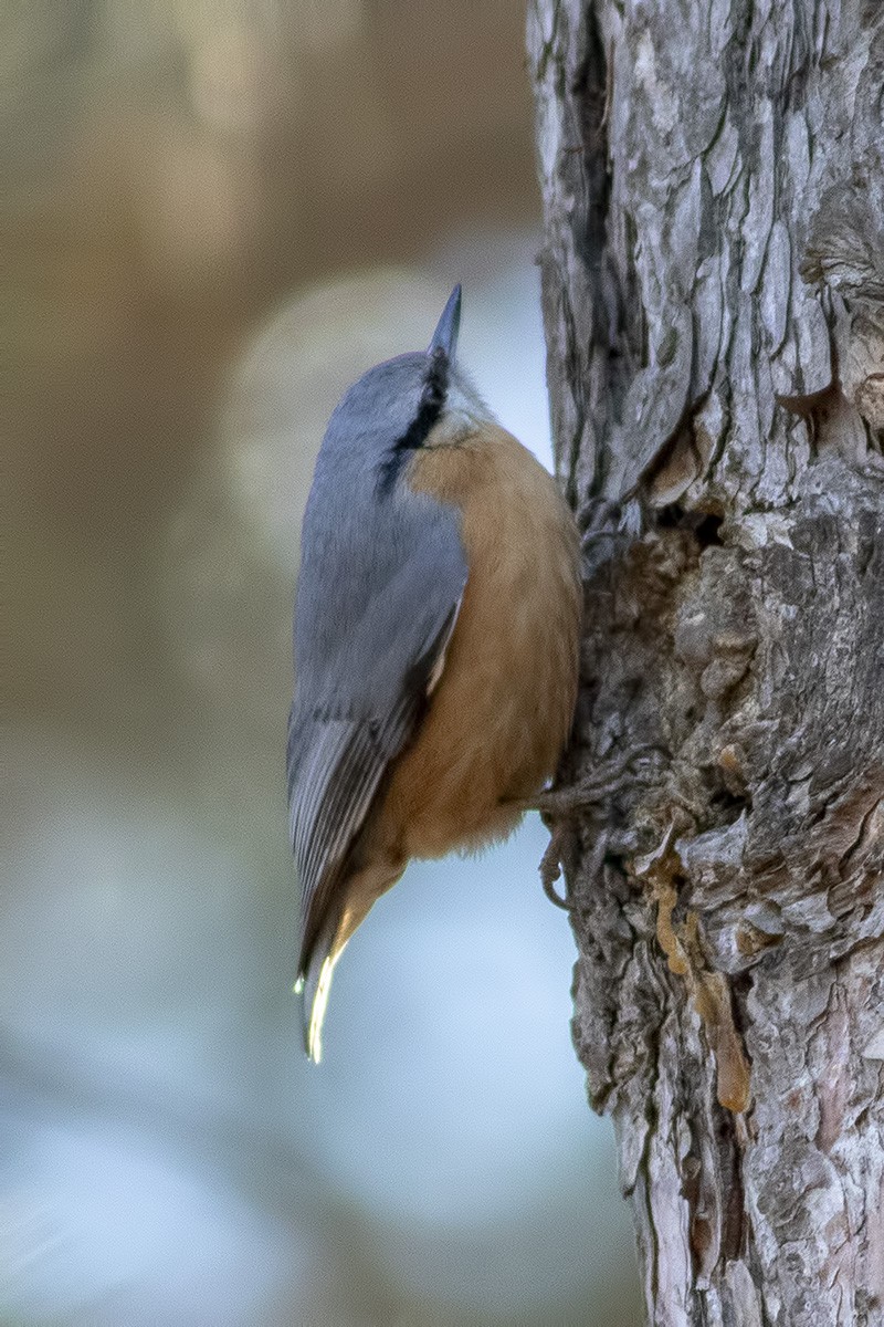 Sittelle torchepot - ML404413661
